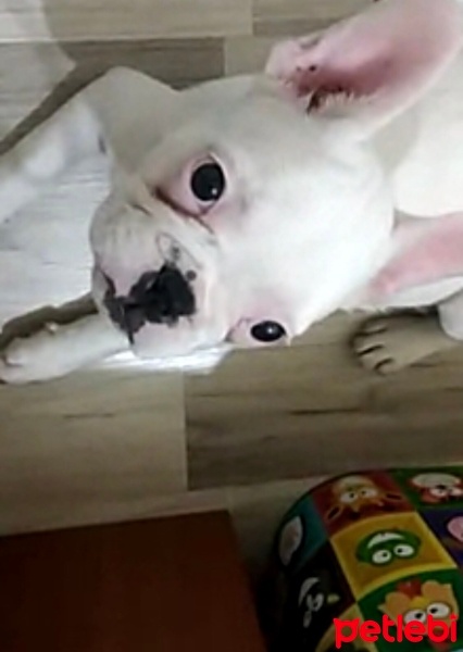 Fransız Bulldog, Köpek  Bella fotoğrafı