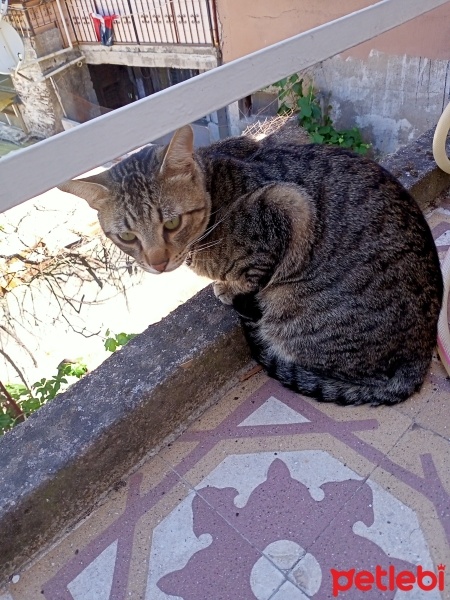 Tekir Kedi, Kedi  Paşa fotoğrafı