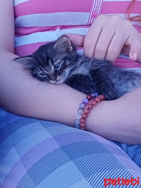 Tekir Kedi, Kedi  Paşa fotoğrafı