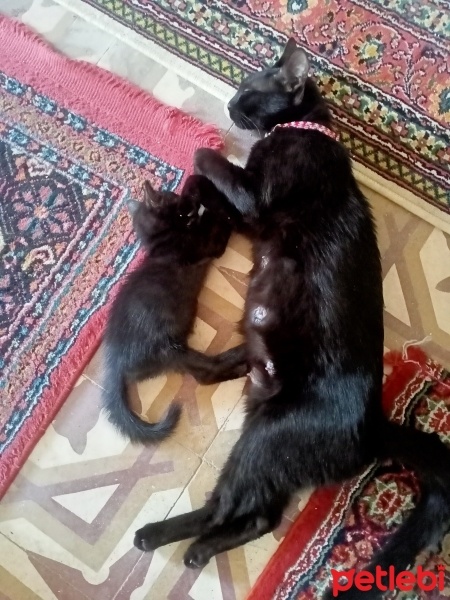 Tekir Kedi, Kedi  Paşa fotoğrafı