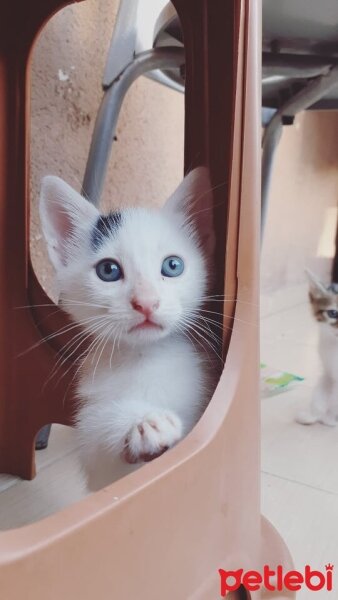 Tekir Kedi, Kedi  Kuzey fotoğrafı