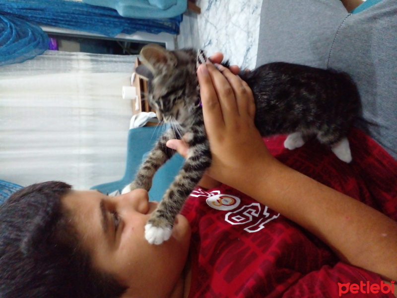 Tekir Kedi, Kedi  Mia fotoğrafı