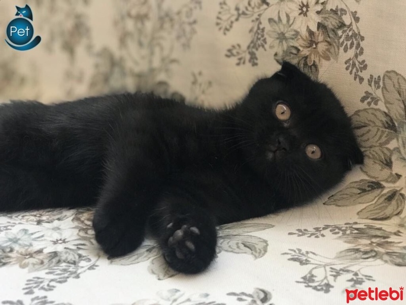 Scottish Fold, Kedi  Gecenin Prensesi fotoğrafı
