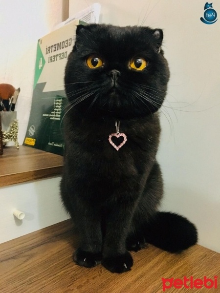 Scottish Fold, Kedi  Gecenin Prensesi fotoğrafı