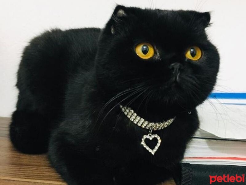 Scottish Fold, Kedi  Gecenin Prensesi fotoğrafı