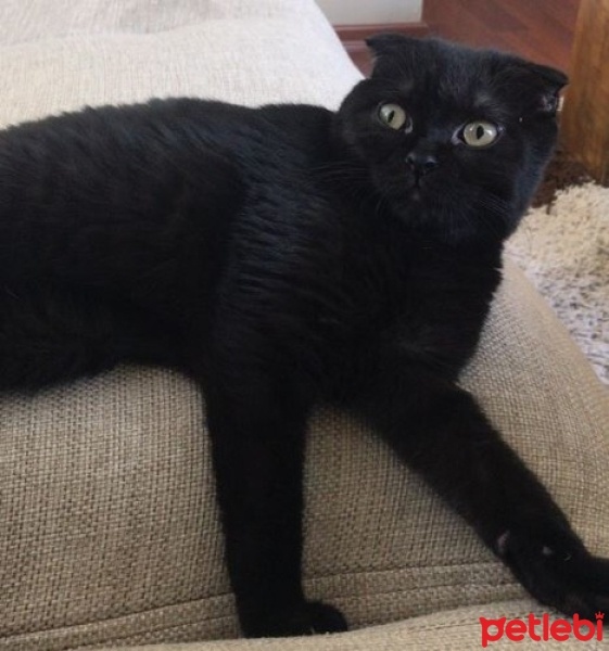 Scottish Fold, Kedi  Gecenin Prensesi fotoğrafı