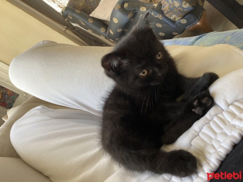 Scottish Fold, Kedi  Gecenin Prensesi fotoğrafı