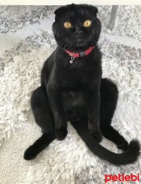 Scottish Fold, Kedi  Gecenin Prensesi fotoğrafı