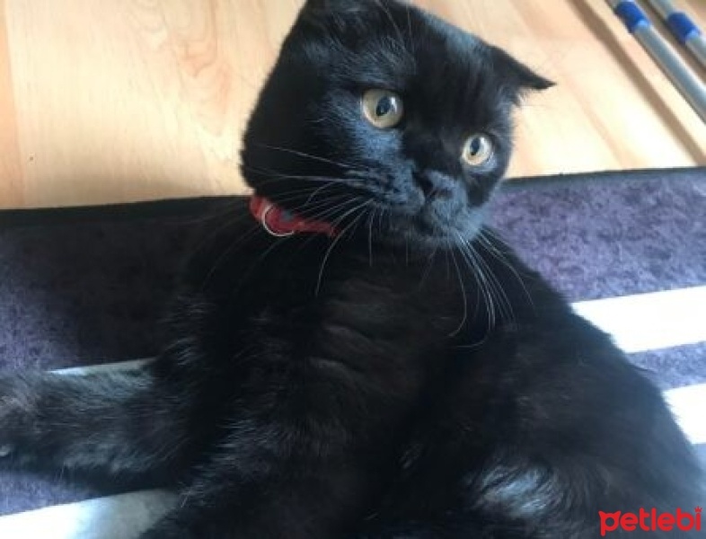 Scottish Fold, Kedi  Gecenin Prensesi fotoğrafı
