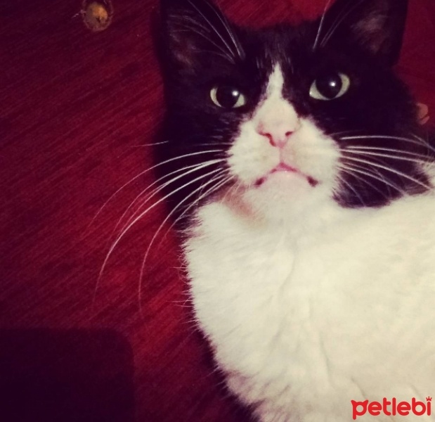  Kedi  Patik fotoğrafı