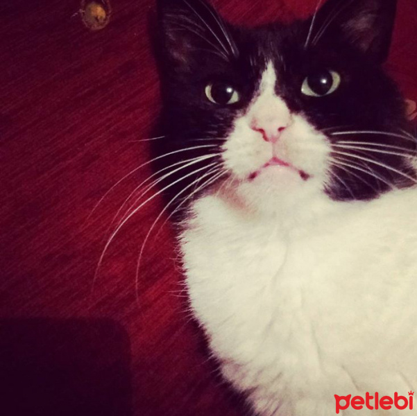  Kedi  Patik fotoğrafı