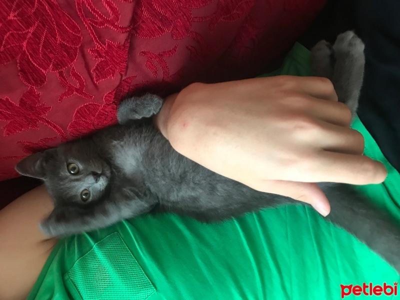 Mavi Rus, Kedi  Odin fotoğrafı