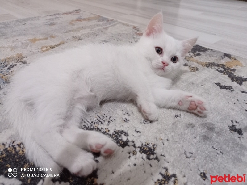 British Shorthair, Kedi  Luna fotoğrafı