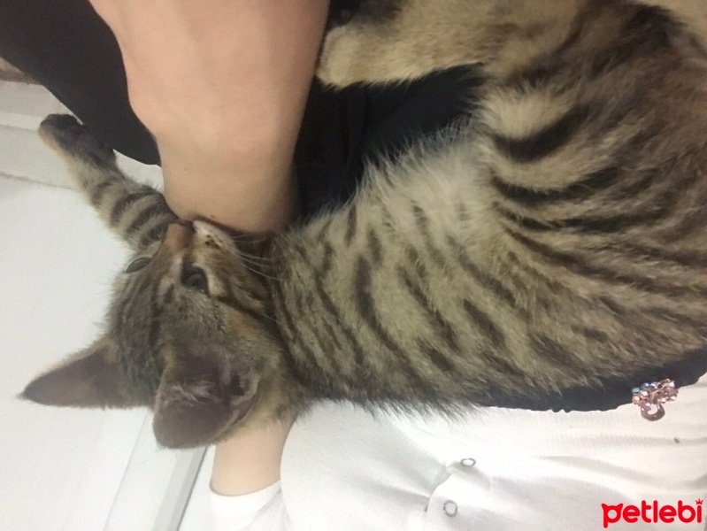 Tekir Kedi, Kedi  Paşam fotoğrafı