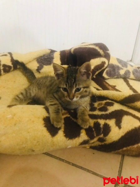 Tekir Kedi, Kedi  Paşam fotoğrafı