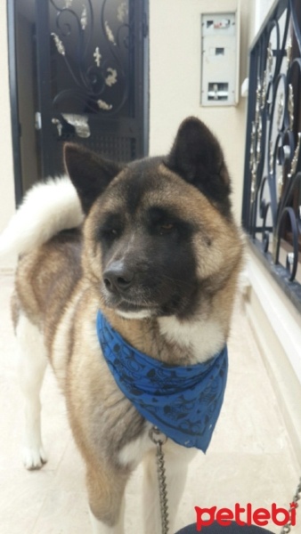 Akita İnu, Köpek  Holdi fotoğrafı