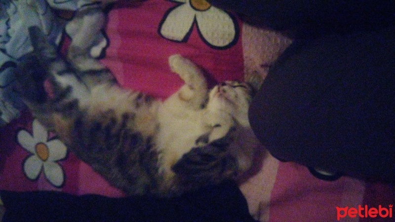 Tekir Kedi, Kedi  Kahve fotoğrafı