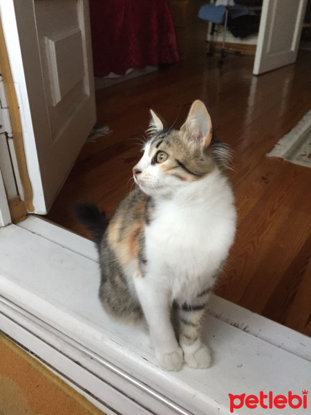 Tekir Kedi, Kedi  Kahve fotoğrafı