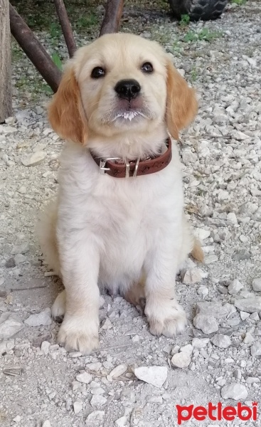 Golden Retriever, Köpek  LOKİ fotoğrafı