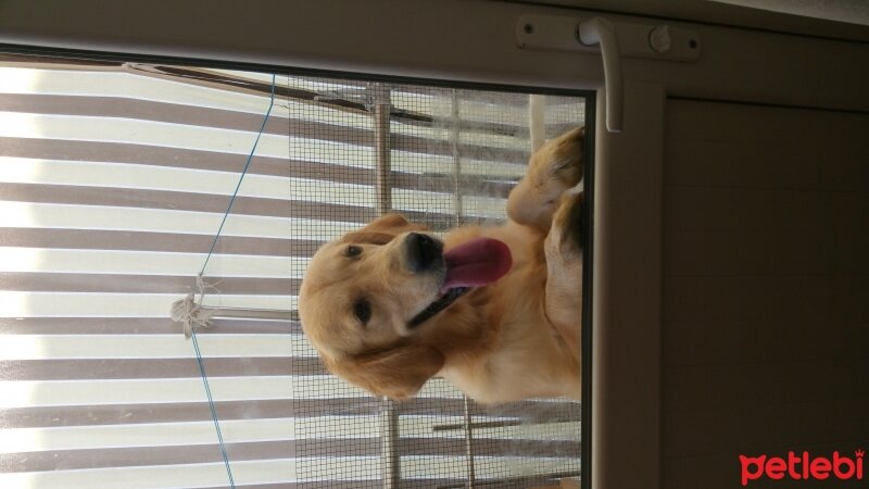 Golden Retriever, Köpek  Paşa fotoğrafı