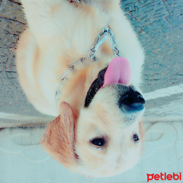 Golden Retriever, Köpek  Paşa fotoğrafı