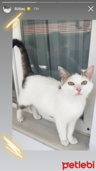 Tekir Kedi, Kedi  Sütlaç fotoğrafı