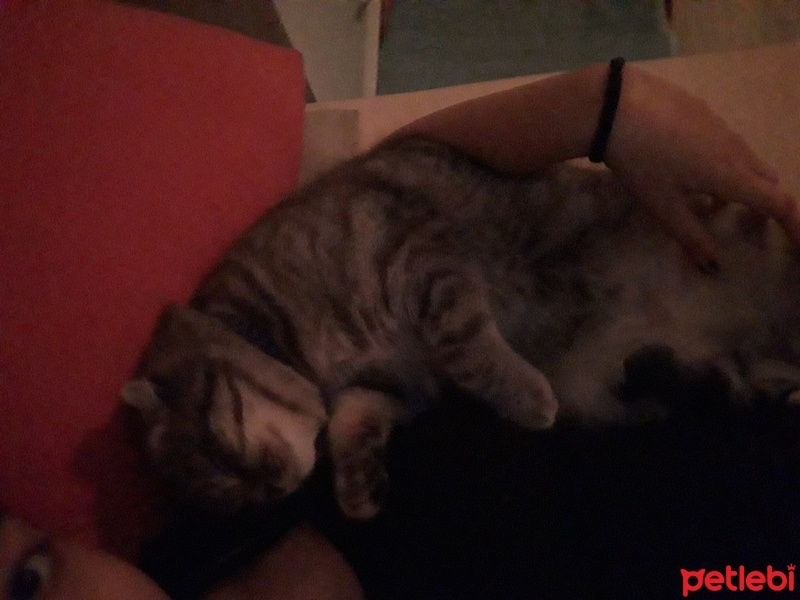Scottish Fold, Kedi  Üzüm fotoğrafı