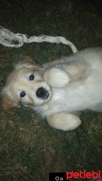 Golden Retriever, Köpek  Bella fotoğrafı