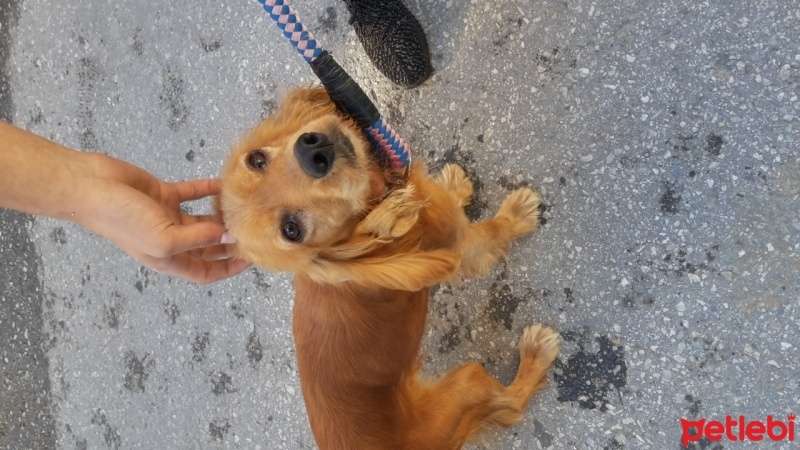 İngiliz Cocker Spaniel, Köpek  Duman fotoğrafı