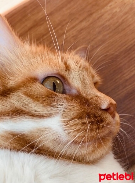 Sarman, Kedi  Mia fotoğrafı