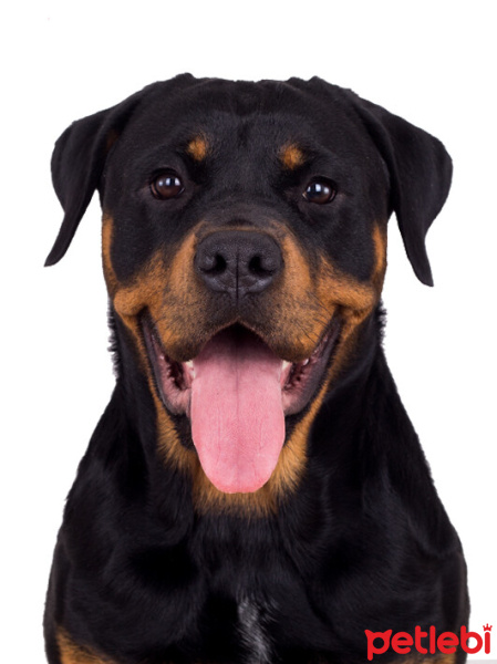 Rottweiler, Köpek  Mathilda fotoğrafı