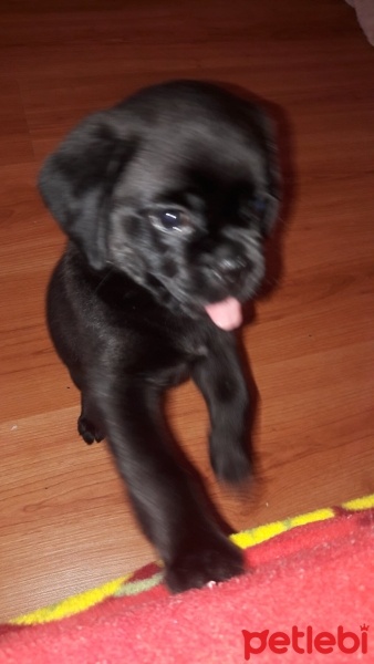 Pug, Köpek  Duman fotoğrafı