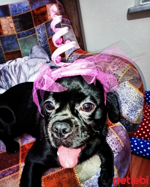 Pug, Köpek  Duman fotoğrafı