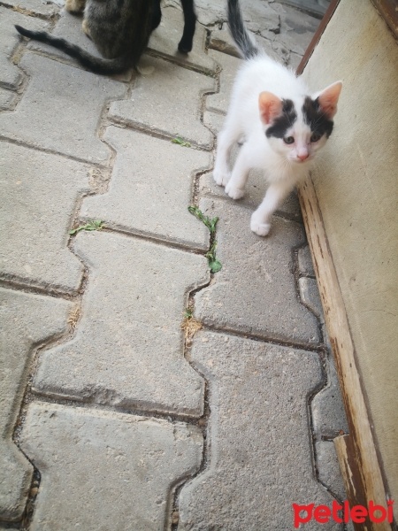 Tekir Kedi, Kedi  Tekirler fotoğrafı