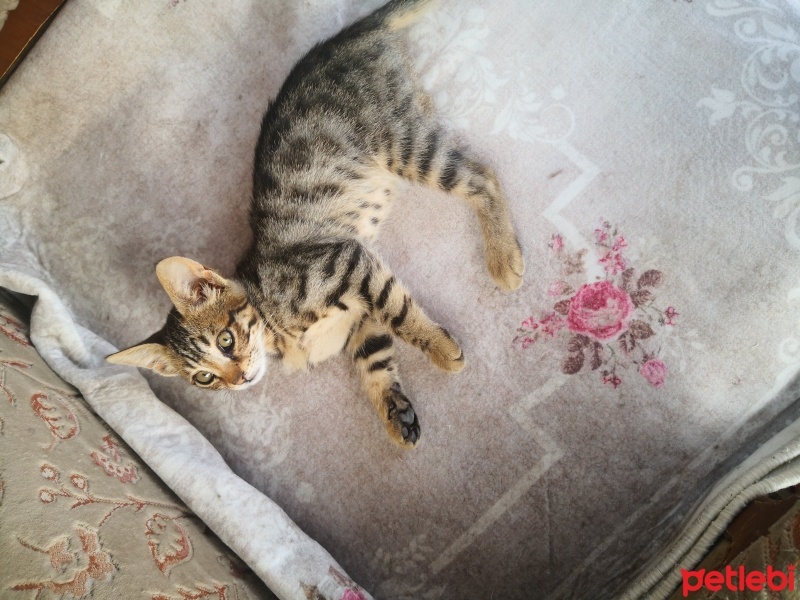 Tekir Kedi, Kedi  Tekirler fotoğrafı
