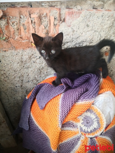 Tekir Kedi, Kedi  Tekirler fotoğrafı