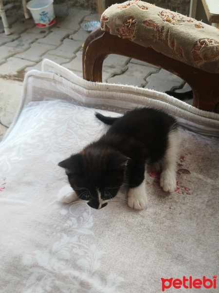 Tekir Kedi, Kedi  Tekirler fotoğrafı