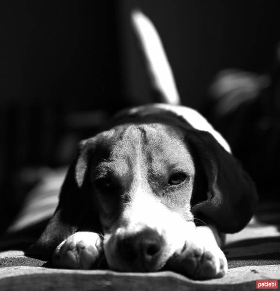 Beagle, Köpek  Buddy fotoğrafı