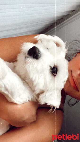 Maltese, Köpek  Pamuk fotoğrafı