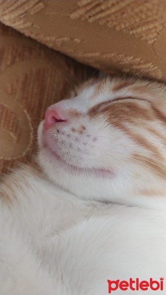 Sarman, Kedi  arya fotoğrafı