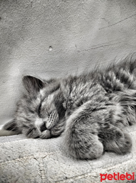 Scottish Fold, Kedi  Liya fotoğrafı