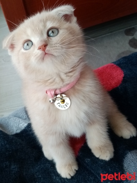 Scottish Fold, Kedi  Tarçın fotoğrafı