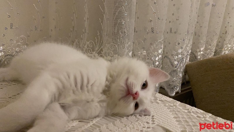 British Shorthair, Kedi  Luna fotoğrafı