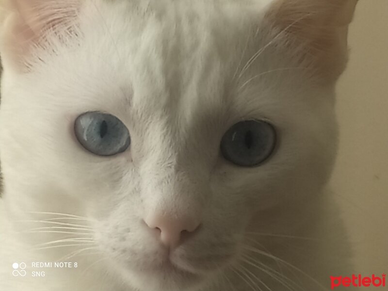 Ankara Kedisi, Kedi  Paşa fotoğrafı