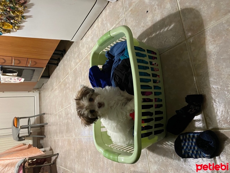 Maltese, Köpek  Pudra fotoğrafı