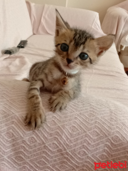 Tekir Kedi, Kedi  Şeker fotoğrafı