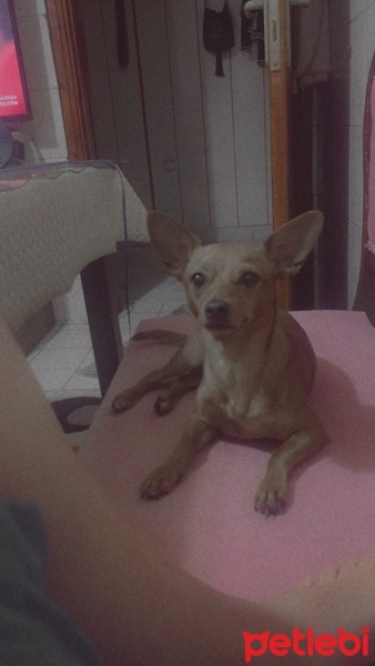 Chihuahua, Köpek  Ceko fotoğrafı