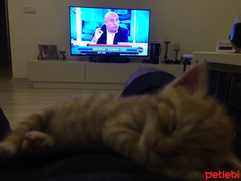 Tekir Kedi, Kedi  Tosbik fotoğrafı