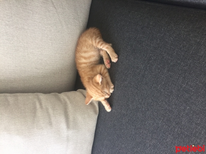 Tekir Kedi, Kedi  Tosbik fotoğrafı