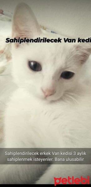 Van Kedisi, Kedi  Paşa fotoğrafı